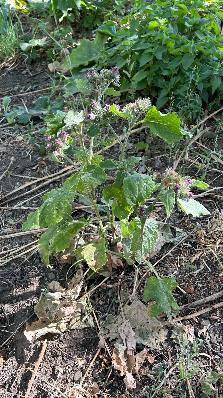 Գնդիկավոր կաղամբախոտ