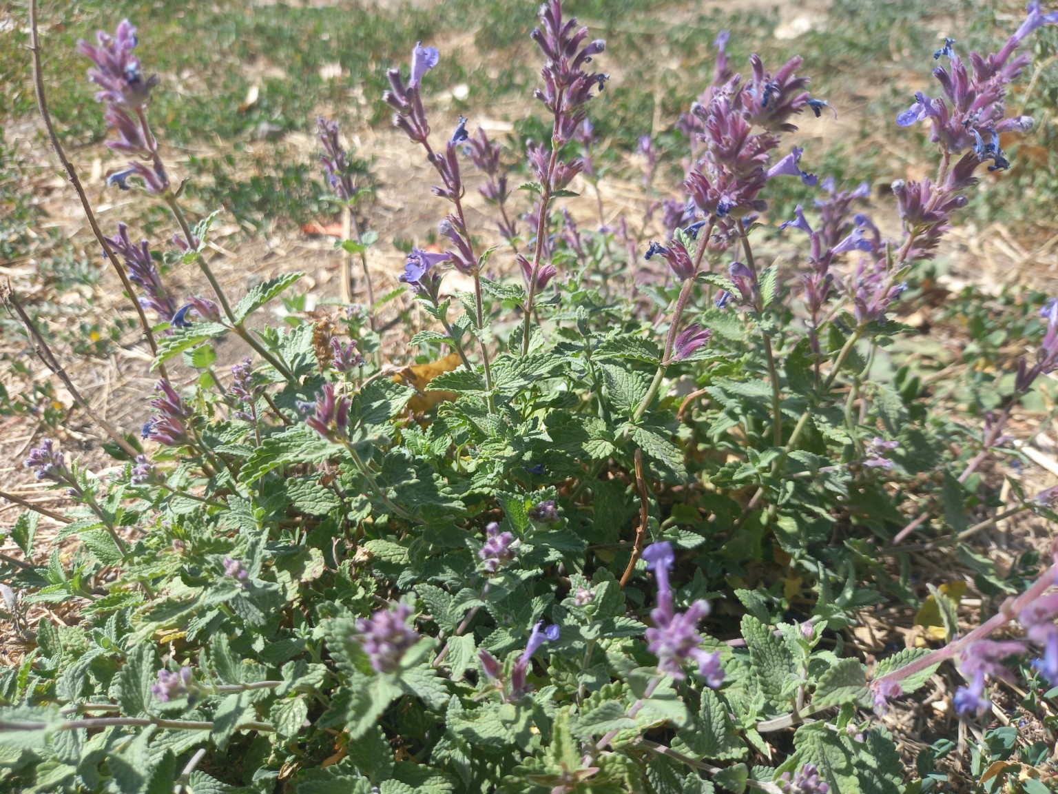 Կատվախոտ